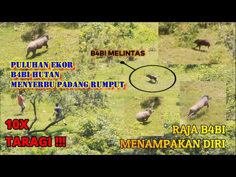 Video: Berhampiran Kiev Chupacabra Menyedut Otak Kambing Liar - Pandangan Alternatif