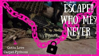 Escaped Snakes!! How Will l Find It?