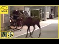 札幌の住宅街に体長２メートルのシカ現る　我が物顔で闊歩する姿がカメラに　２時間にわたる捕り物の末…