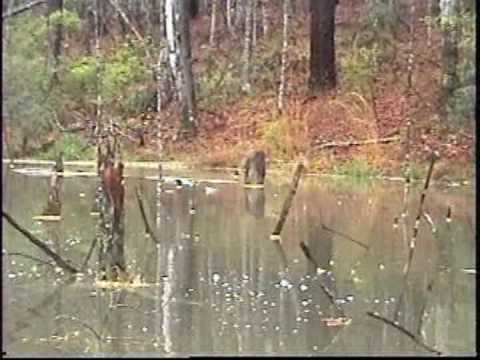 Seven Pound Bass on a Buzzbait. Topwater Largemouth Bass Fishing. 