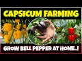 Capsicum (Bell Pepper) Farming | How to grow Capsicum from seed at Home | Bell Pepper Cultivation