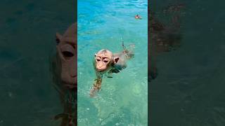 No Matter Where I Am, They Swim Right To Me.