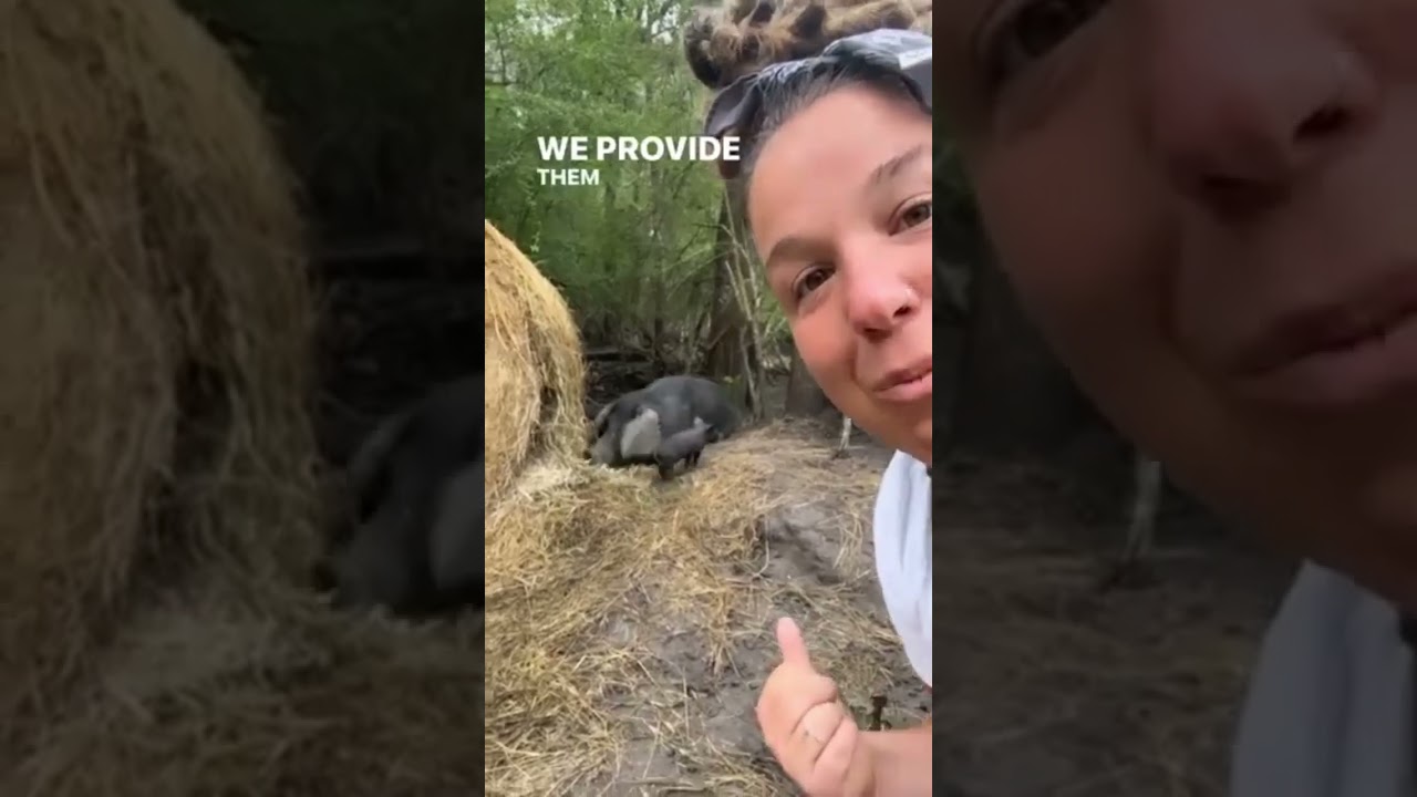 pasture pigs farrowing  