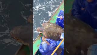 Fishermen Rescue Giant Sea Turtle Release Ocean Waves 🐢
