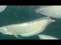 Arowana fish 🐟 #trending