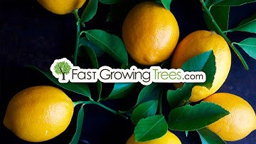 Meyer Lemon Trees - FastGrowingTrees.com