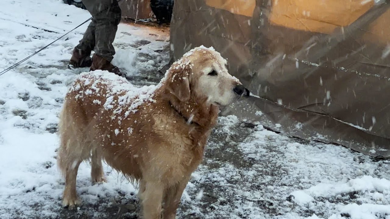 Зимний лагерь с ретривером и палаткой «One-touch»