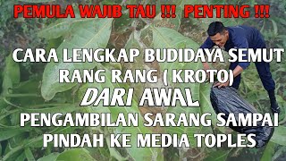 cara budidaya kroto atau semut rang rang untuk pemula || versi lengkap