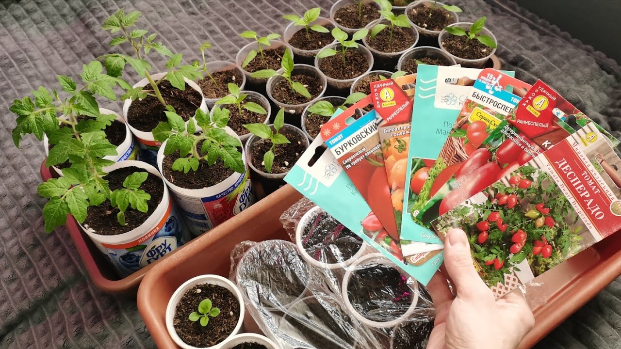 Сею томаты для раннего урожая 28 февраля! Рассада радует сезон 2026. 