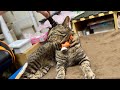 くつろぐニャンコ
