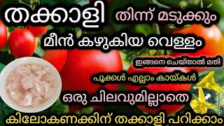 മീൻവെള്ളം മതി തക്കാളി കുലകുത്തി കായ്ക്കും|Tomato plant care in malayalam|Thakkali krishi|tomato care