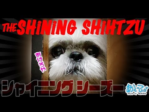 ホラー風味 シャイニングシーズー犬てんぽ あけて The Shining Shih Tzu Youtube