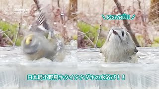 日本最小 #キクイタダキ、水浴びもめちゃかわいい！！（2023/12/02 #野鳥 ） #birds