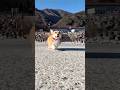トコトコついてくるコーギー / A Corgi trotting along after me. #コーギー #corgi