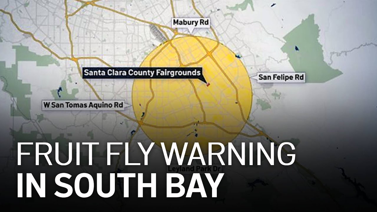 Quarantine Issued on Homegrown Produce in South Bay Due to Fruit Flies