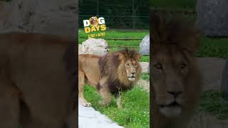 🐾 Dog Days à Bellewaerde Park ! 5 jours de fun pour toi et ton fidèle compagnon à quatre pattes.🐶