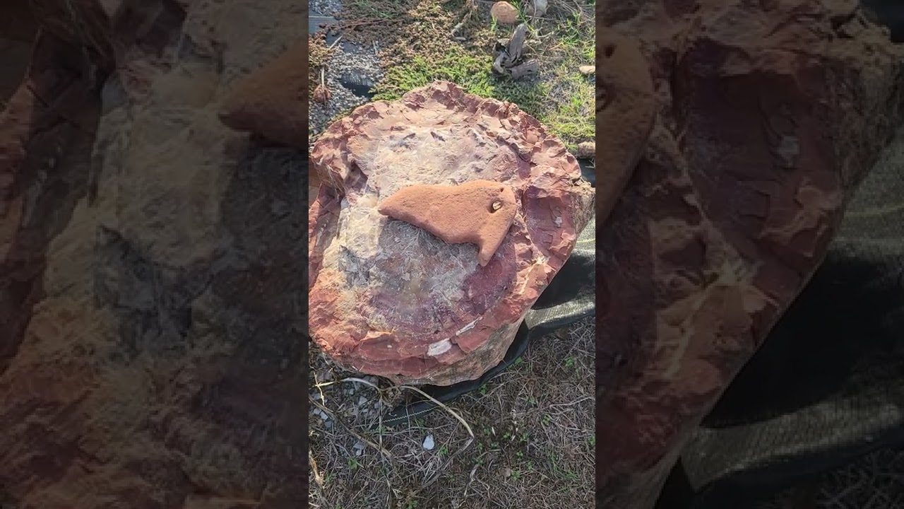 thought I found a pterodactyl skull today. 