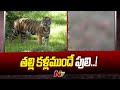 Maharashtra: 5-year-old boy dies in leopard attack