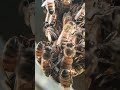 #beekeeping #musicgenre #insects
