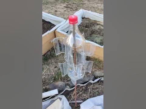 Отпугиватель птиц из бутылки Кока-Колы спасение ваших ягод) #Shorts ...