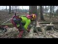 Work in the forest with STIHL MS 500i and felling wedge TR30-AQ - 32/21