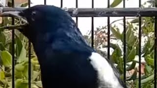 SUARA BURUNG KACER LIAR dari FLORES DENGAN SUARA MERDUNYA SAAT PAGI HARI