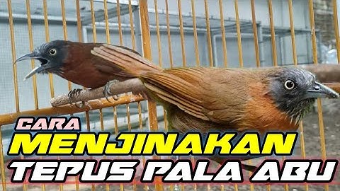 CARA MENJINAKKAN BURUNG TEPUS KEPALA ABU