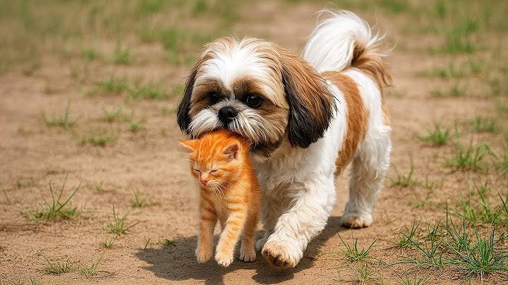 The dog showed up at home carrying a kitten and left her owners totally confused.