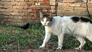 My Cat Went Into Full Hunter Mode 😹🐦