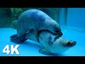【4K映像】ゴマフアザラシの交尾
