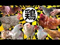 うちのひよことニワトリ全種類紹介します。【天草大王・アローカナ・房総地鶏・ボリスブラウン】