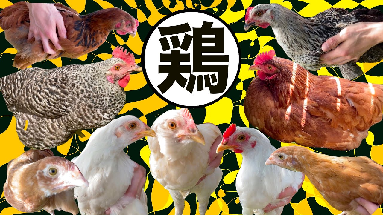 うちのひよことニワトリ全種類紹介します。【天草大王・アローカナ・房総地鶏・ボリスブラウン】
