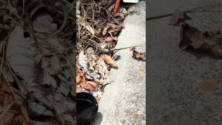 I don’t know why I said that I know the other lizard is a #greenanole #easttn #lizard #skink