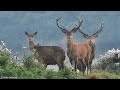 Beauty Of Nature The Deer | Deer Hunting Reluxation Video 