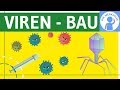 Viren - Bau, Symptome, Aufbau & Merkmale einfach erklärt - Genetik - Virengenetik & Bakteriengenetik