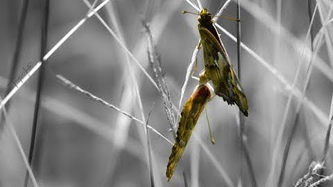 Luminar Neo Color Pop technique (silent video)