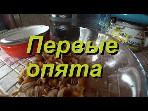 ПЕРВЫЕ ОПЯТА