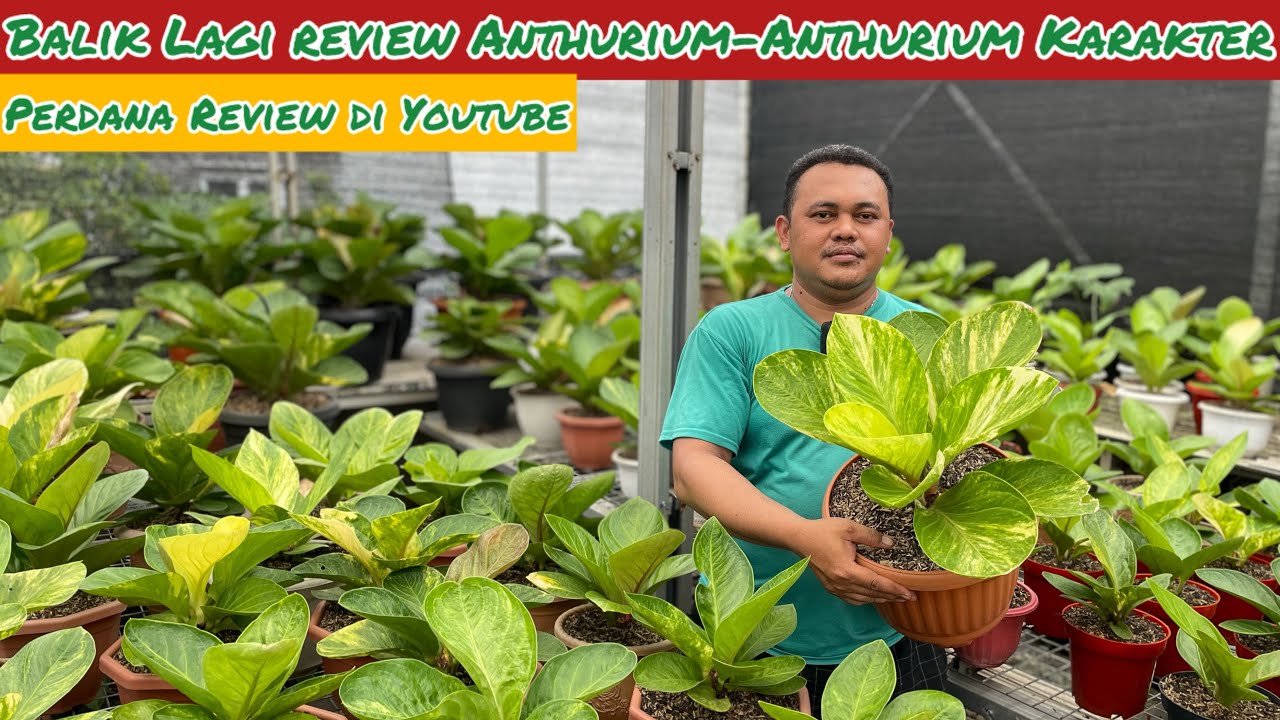 BALIK LAGI REVIEW ANTHURIUM-ANTHURIUM KARAKTER ⁉️ LAPAK PERDANA REVIEW DI YOUTUBE