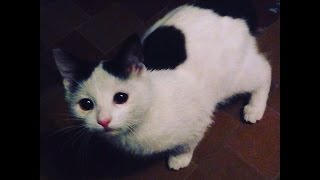 Маленькая красавица! Отдаю в хорошие руки !!! Маленькая красавица! Отдаю в хорошие руки !!!