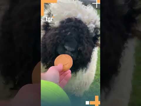 كأنها من أفلام الكرتون خراف وادي بلاكنوس السويسري في جبال الألب