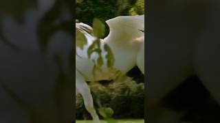 Viral Video Pegasus Caught On Camera