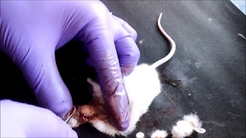 Mouse Brain Dissection 1