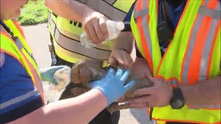 Puppy, rabbit saved from Davenport trailer fire