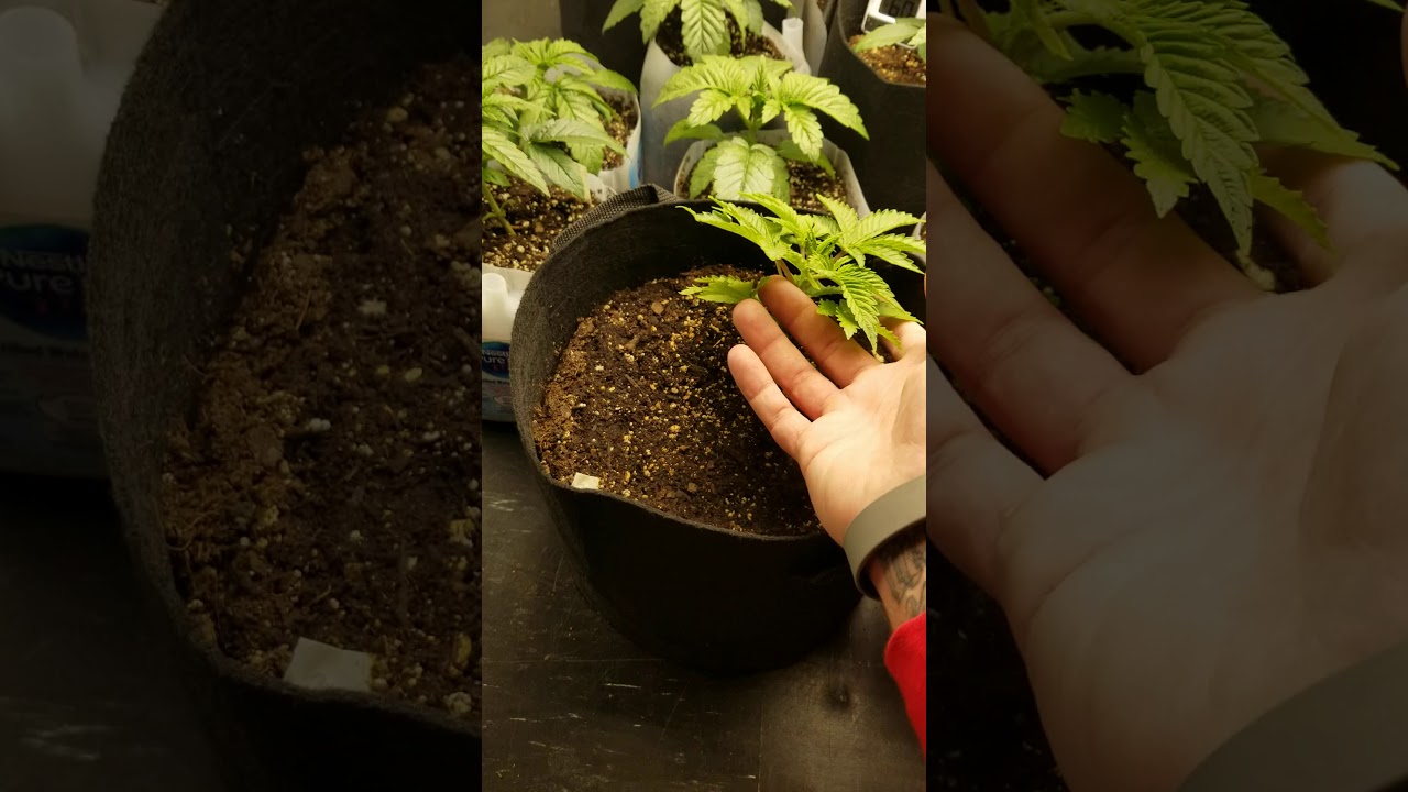 transplant into bigger pots, starting LST low stress training week 3-4 veg! Mars tsw 3000!