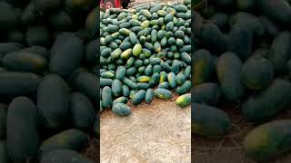 Panen Semangka Inul Terbanyak semangka watermelon shorts