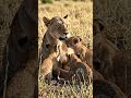 Lion’s Day Off
