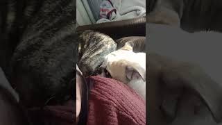 NO F@#KING SPACE!! Puppy edition! #funnyanimals #obsessed #puppies
