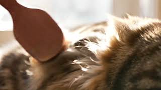 Cat Fur Brushing Bliss | Soft ASMR 4K