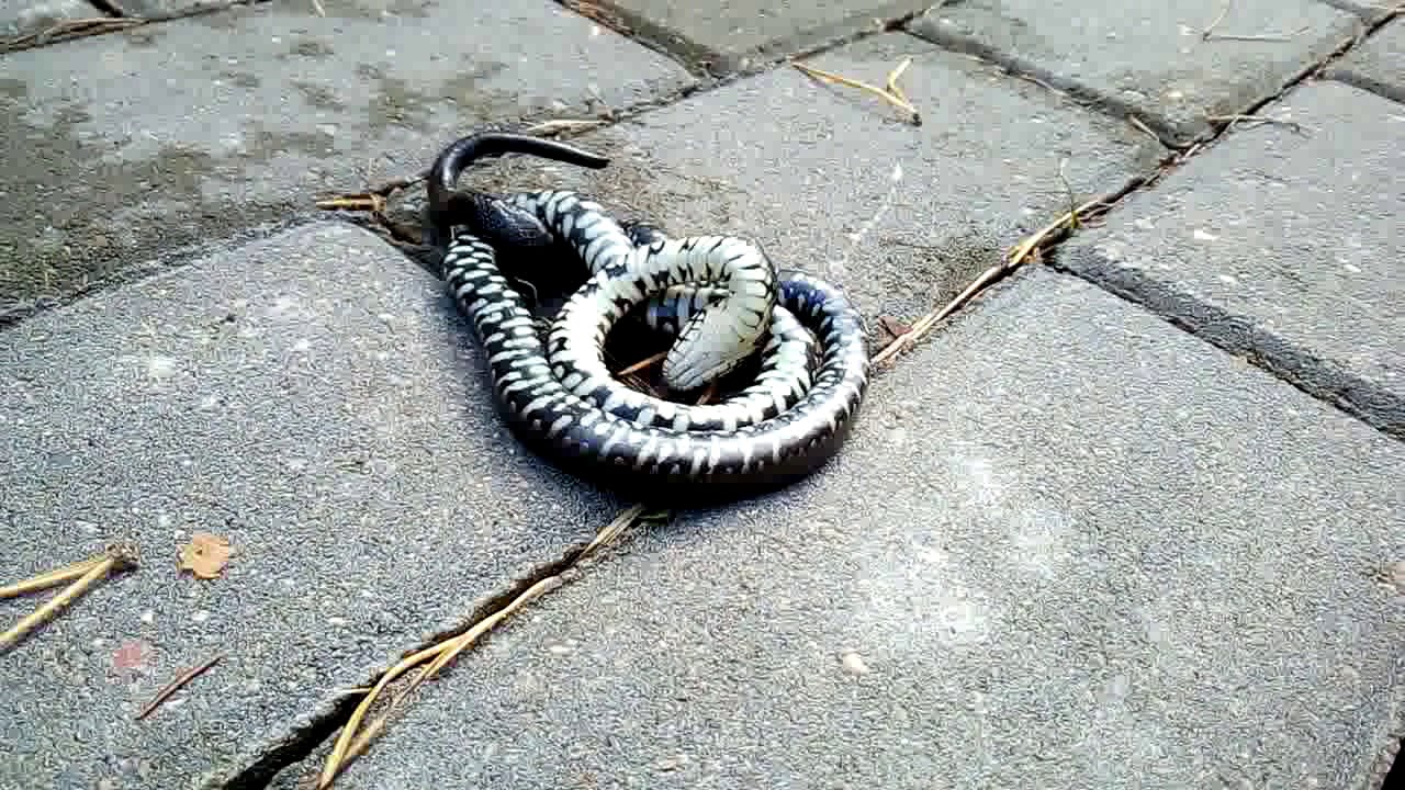 Ползают ли змеи