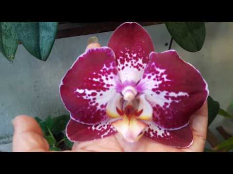 Video: Orquídea En Un Matraz (35 Fotos): ¿cómo Cuidar Una Orquídea En Un Jarrón De Vidrio Sin Tierra? ¿Cómo Elegir Cápsula O Maceta?